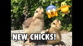 Getting New Chicks! (Vlog)