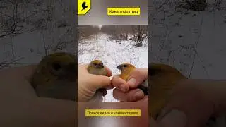 Птица щур 