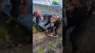 Черная пленка это экономие сил и времени на прополку