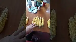 обзор разных гибридов кукурузы, по пахоте и глубокорыхлению в условиях сильнейшей засухи