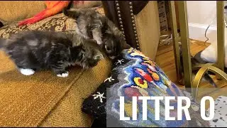 SKOGBERG CATTERY | NORWEGIAN FOREST CATS. Litter O | October Name Days | WEEK 5
