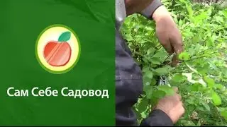 Как обрезать миндаль трехлопастный?
