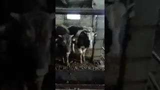КРС, бычки на откорме, забой быка. продажа быков, коров, телят.