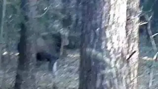 Лось в Лосином Парке