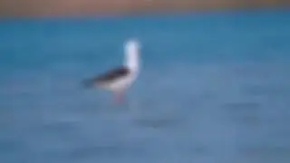 Aquatic Birds