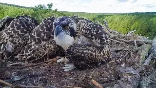 Erelių žuvininkų žiedavimas / Osprey banding