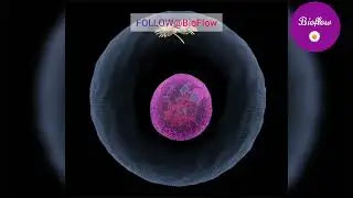 Mitosis | Phases of Mitosis | cell division | Mitosis and Meiosis