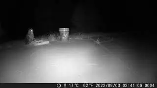 owl