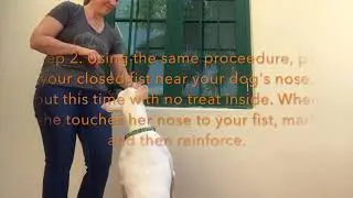 Teaching a Hand Targeting Behavior Deaf Dog