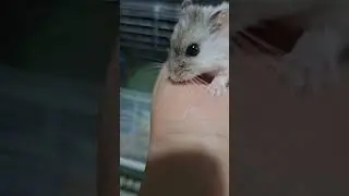 his name Potato Chips !