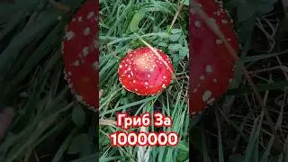 Гриб 🍄🍄🍄 За 1000000.