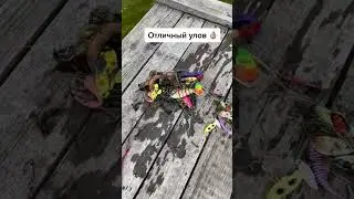 Как улов вам ребята?)😏 #fish #fishing #fishingvideo #рыбалка #улов #трофей #shorts