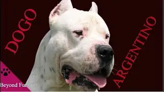 What Are the Negative Sides of Dogo Argentino?