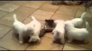 Щенки атакуют собаку