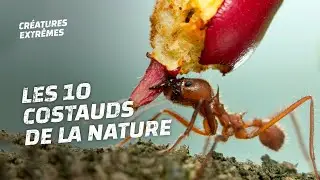 Les 10 plus costauds de la nature