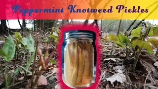 How to Make Peppermint Knotweed Pickles, A Singalong Recipe