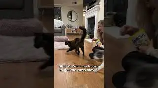 The best game for bored, indoor kitties 😙 #temptations #indoorcat #boredcats #funnycats #funnycat