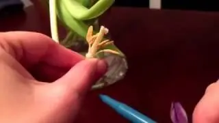 Tulips reproductive structures