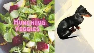 *Miniature Dachshund Munching Celery* *Dog+Vegetable=Love* *Jazz Music* #shorts