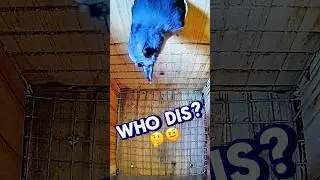 Who dis? 🤔🤨 #bluebirds #birds #nature #birdnest #birdslover #birdboxcamera #birdbox #nest #florida