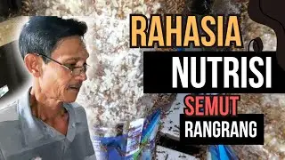 Rahasia Tips Membuat Nutrisi Semut Rangrang yang Bergizi Tinggi