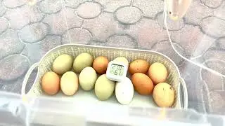 Выбираем  инкубатор  для цыплят