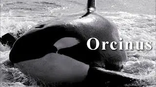 orcinus