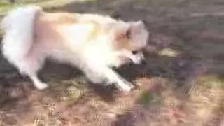 金城ふ頭のゆかいな仲間たち～ニコル編