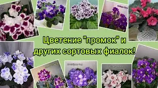 Видео обзоры промышленных сортов фиалок и не только. Их 