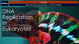 DNA Replication in Eukaryotes | DNA Structure and Function | Unit 3. Genetics