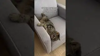 THIS is why cats are the best pet to own