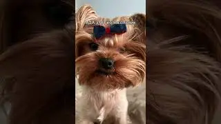 Маска раптора 💗
