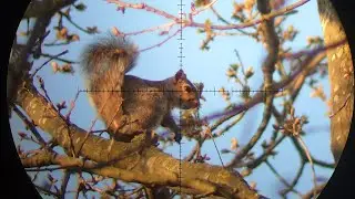 The Squirrls Are Out!!!
