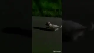 что за порода?