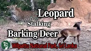 An attempt to kill (Leopard vs Barking Deer)