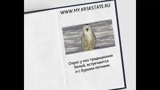Телеэнциклопедия. Белая сова