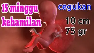 PERKEMBANGAN JANIN 15 MINGGU KEHAMILAN