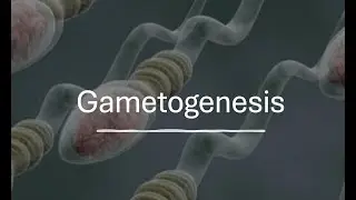 Gametogenesis
