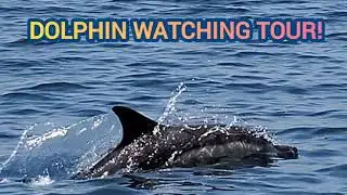 DOLPHIN WATCHING TOUR Lagos Portugal Algarve
