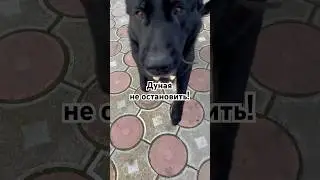 Ура, хозяйка приехала!