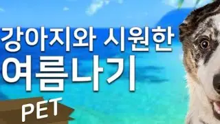 쏘니 강쥐의 집콕일상이예요🐶 폭염, 열대야로 지쳐 쓰러져잡니다 ㅠㅠ