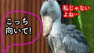 【人間の言葉がわかる鳥】朝から大人気のハシビロコウふたばちゃん!【秋のふたば2024-2】Futaba,the Shoebill   autumn 2024-1