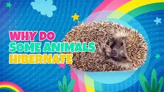 Why Do Some Animals Hibernate?