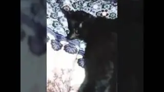 Прикол с моей кошечкой!))