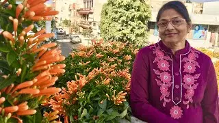 How to grow Orange Trumpet Vine with Aruna Agrawal