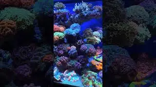 How To Best Light Your Reef Tank in 2024 | Coverage On The Dalua X4