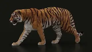 Тигр. 3д анимация и моделирование.