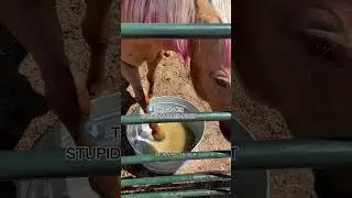 Squidward was a MENACE on stall rest