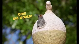 Baby Birds Leave the Nest