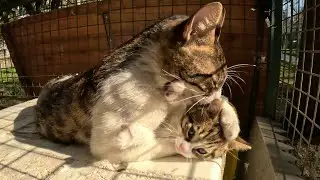Kitten refusing to get a bath